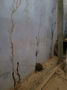 termite damages in wall