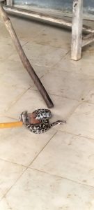 snake control madurai